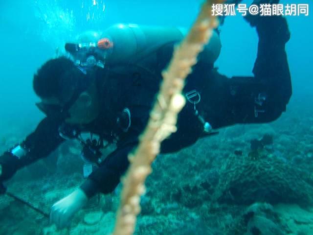 植物大战僵尸10